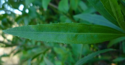 Baccharis salicifolia Leaf